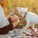 Leckerlidose personalisiert für Hunde mit Namen und Motiv Aufbewahrungsdose für Hundesnacks Geschenkidee für Tierliebhaber Hundekekse und Hundeleckerlis Behälter für unterwegs HERZHUND